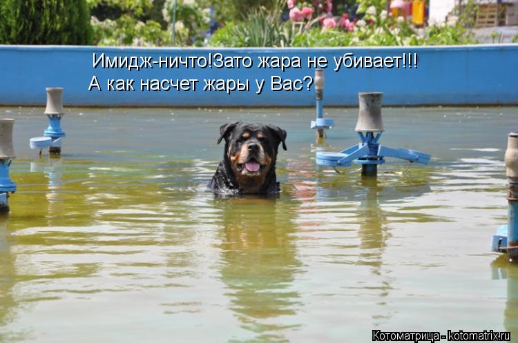 Имидж-ничто!Зато жара не убивает!!! А как насчет жары у Вас?... Котоматрица: Имидж-ничто!Зато жара не убивает!!! А как насчет жары у Вас?