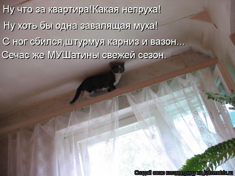 Ну что за квартира!Какая непруха! Ну хоть бы одна завалящая муха! С ног сбился,штурмуя карниз и вазон... Котоматрица: Ну что за квартира!Какая непруха! Ну хоть бы одна завалящая муха! С ног сбился,штурмуя карниз и вазон... Сечас же МУШатины свежей сезон.