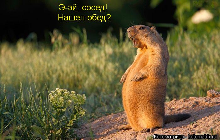 Э-эй, сосед! Нашел обед?... Котоматрица: Э-эй, сосед! Нашел обед?