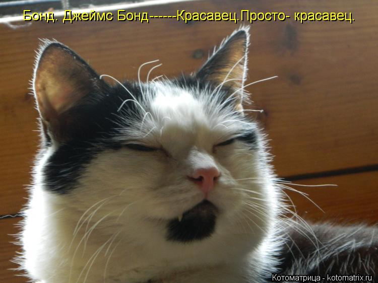 Бонд. Джеймс Бонд------Красавец.Просто- красавец. Бонд. Джеймс Бонд------Красавец.Просто- красавец.... Котоматрица: Бонд. Джеймс Бонд------Красавец.Просто- красавец. Бонд. Джеймс Бонд------Красавец.Просто- красавец.