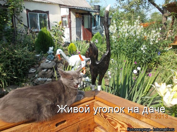 Живой уголок на даче... Котоматрица: Живой уголок на даче