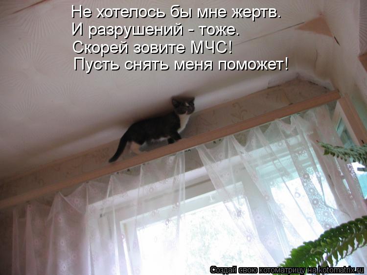 Не хотелось бы мне жертв. И разрушений - тоже. Пусть снять меня поможет! Скорей зовите МЧС!... Котоматрица: Не хотелось бы мне жертв. И разрушений - тоже. Пусть снять меня поможет! Скорей зовите МЧС!