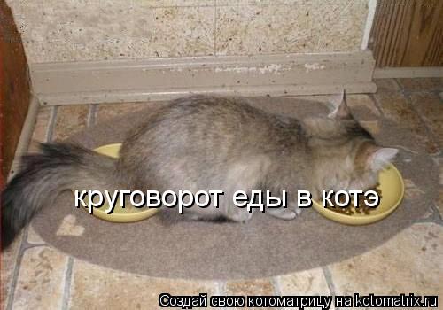 круговорот еды в котэ... Котоматрица: круговорот еды в котэ