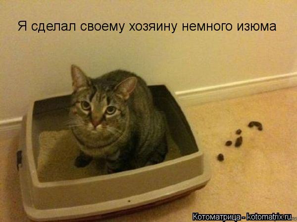 Котоматрица: Я сделал своему хозяину немного изюма