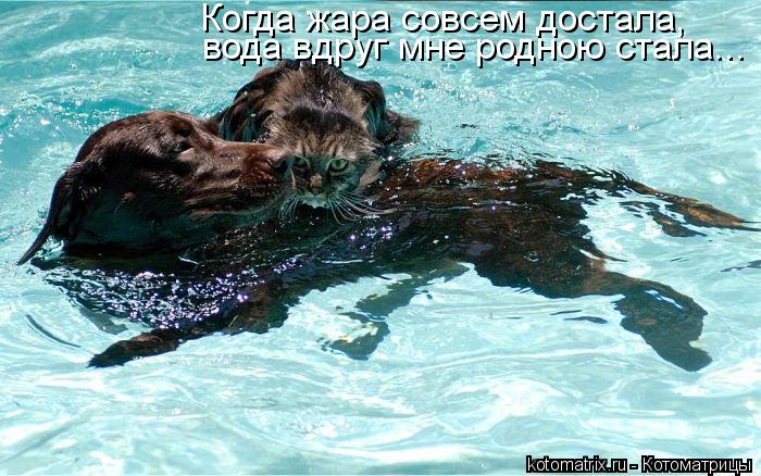 вода вдруг мне родною стала... Когда жара совсем достала,... Котоматрица: вода вдруг мне родною стала... Когда жара совсем достала,