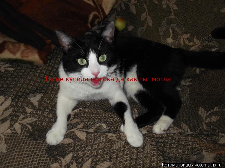 Ты не купила молока Ты не купила молока да как ты могла... Котоматрица: Ты не купила молока Ты не купила молока да как ты могла