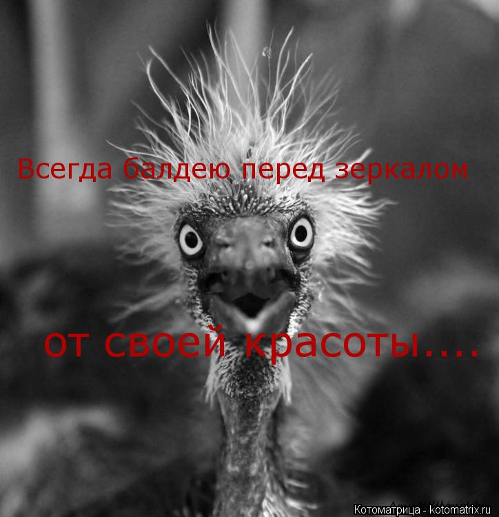 Всегда балдею перед зеркалом от своей красоты....... Котоматрица: Всегда балдею перед зеркалом от своей красоты....