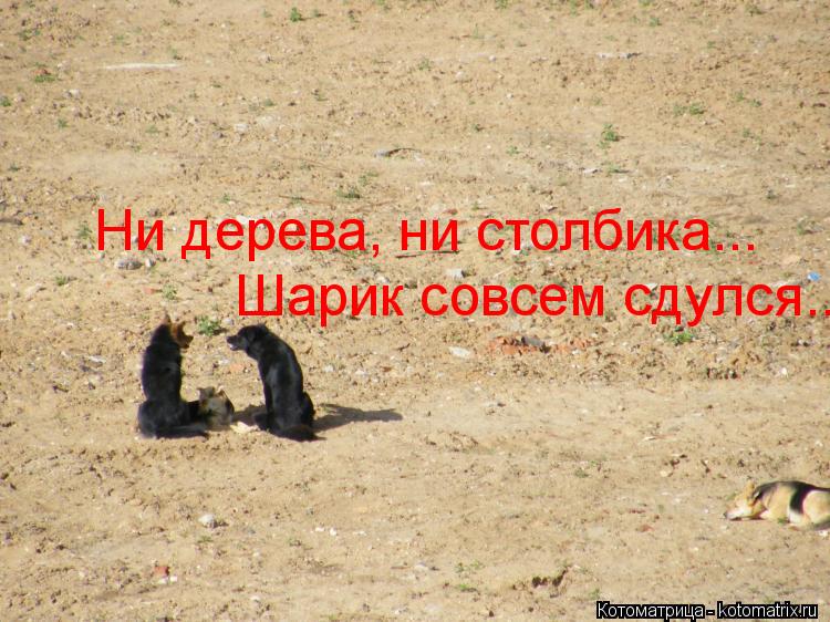 Ни дерева, ни столбика... Шарик совсем сдулся..... Котоматрица: Ни дерева, ни столбика... Шарик совсем сдулся..
