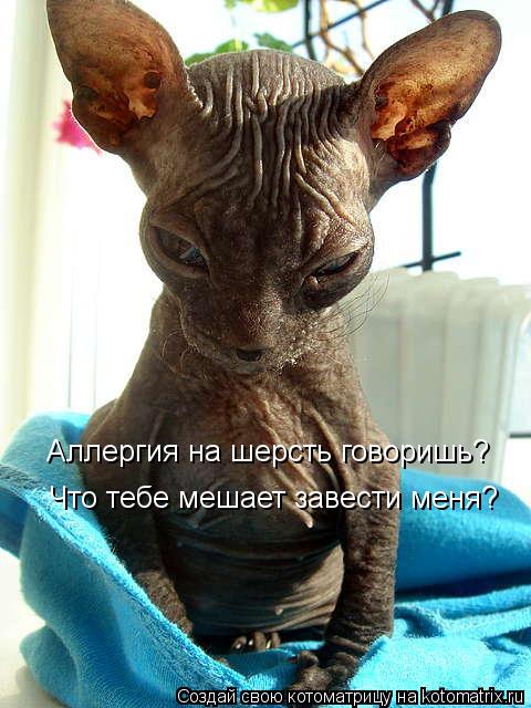 Аллергия на шерсть говоришь? Что тебе мешает завести меня?... Котоматрица: Аллергия на шерсть говоришь? Что тебе мешает завести меня?