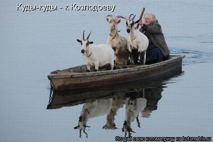 Куды-куды - к Козлодоеву... Котоматрица: Куды-куды - к Козлодоеву
