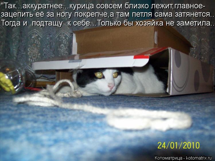 "Так...аккуратнее...курица совсем близко лежит,главное- зацепить её за ногу покрепче,а там петля сама... Котоматрица: "Так...аккуратнее...курица совсем близко лежит,главное- зацепить её за ногу покрепче,а там петля сама затянется... Тогда и подтащу к себе...Тол