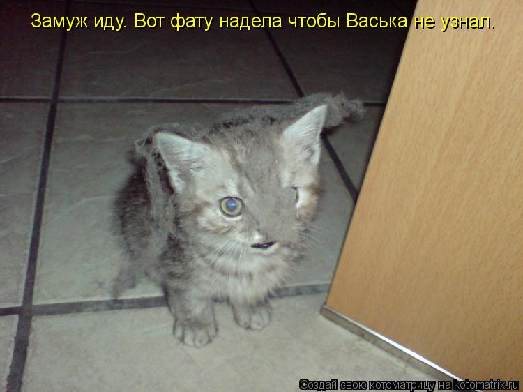 Замуж иду. Вот фату надела чтобы Васька не узнал.... Котоматрица: Замуж иду. Вот фату надела чтобы Васька не узнал.