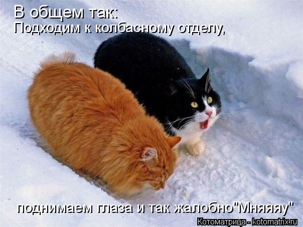 В общем так: Подходим к колбасному отделу, поднимаем глаза и так жалобно"Мняяяу"... Котоматрица: В общем так: Подходим к колбасному отделу, поднимаем глаза и так жалобно"Мняяяу"