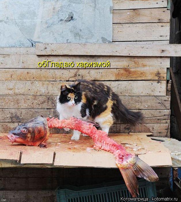 обГладаю харизмой... Котоматрица: обГладаю харизмой
