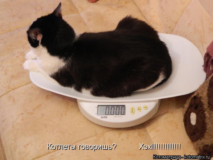Котлеты говоришь? Хэх!!!!!!!!!!!!!... Котоматрица: Котлеты говоришь? Хэх!!!!!!!!!!!!!