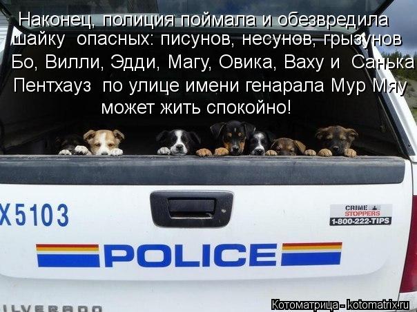 Наконец, полиция поймала и обезвредила шайку опасных: писунов, несунов, грызунов Бо, Вилли, Эдди, Ма... Котоматрица: Наконец, полиция поймала и обезвредила шайку опасных: писунов, несунов, грызунов Бо, Вилли, Эдди, Магу, Овика, Ваху и Санька Пентхауз по ули