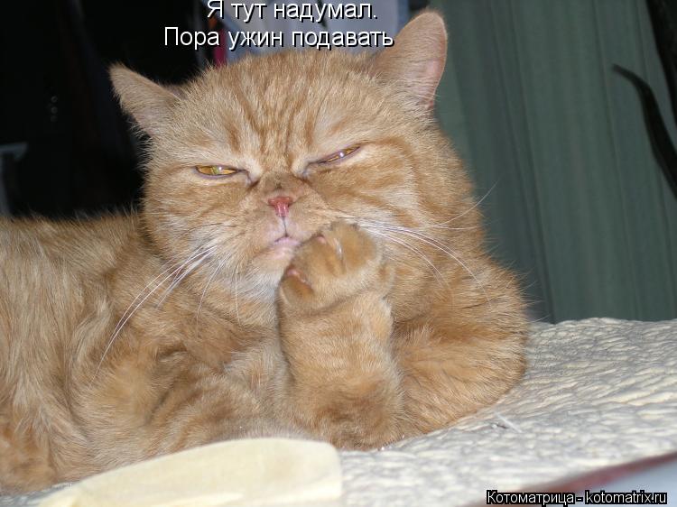 Я тут надумал. Пора ужин подавать... Котоматрица: Я тут надумал. Пора ужин подавать