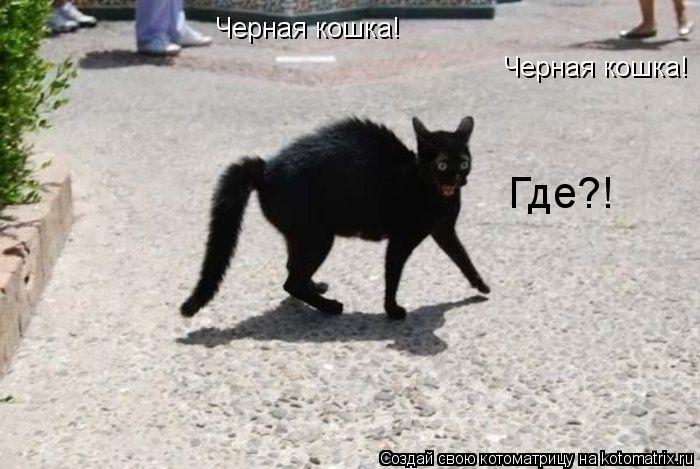 Черная кошка! Черная кошка! Где?!... Котоматрица: Черная кошка! Черная кошка! Где?!