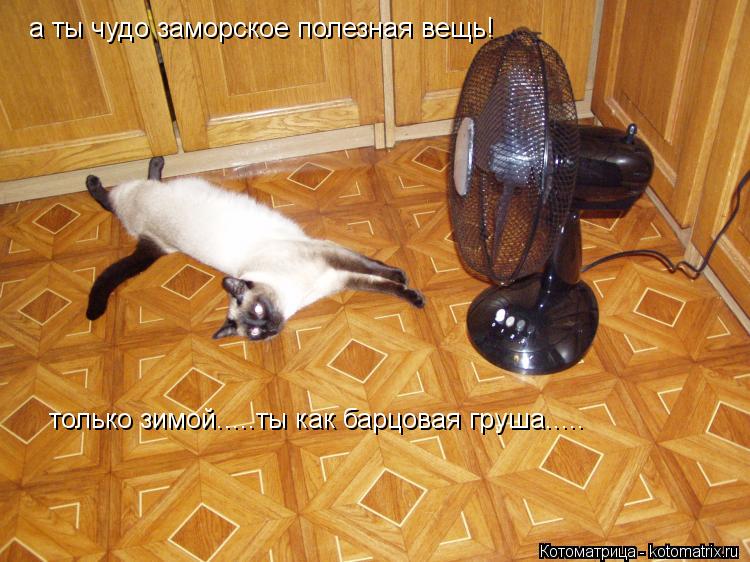 а ты чудо заморское полезная вещь! только зимой.....ты как барцовая груша........ Котоматрица: а ты чудо заморское полезная вещь! только зимой.....ты как барцовая груша.....