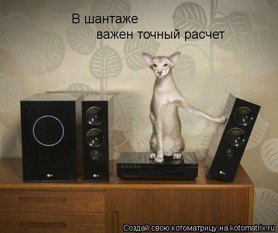 В шантаже важен точный расчет... Котоматрица: В шантаже важен точный расчет
