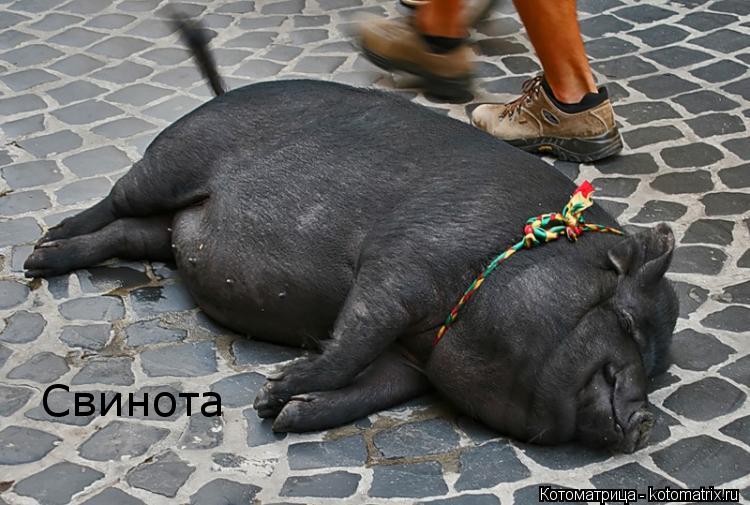 Котоматрица: Свинота