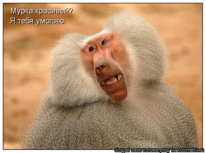 Мурка красивей? Я тебя умоляю.... Котоматрица: Мурка красивей? Я тебя умоляю.