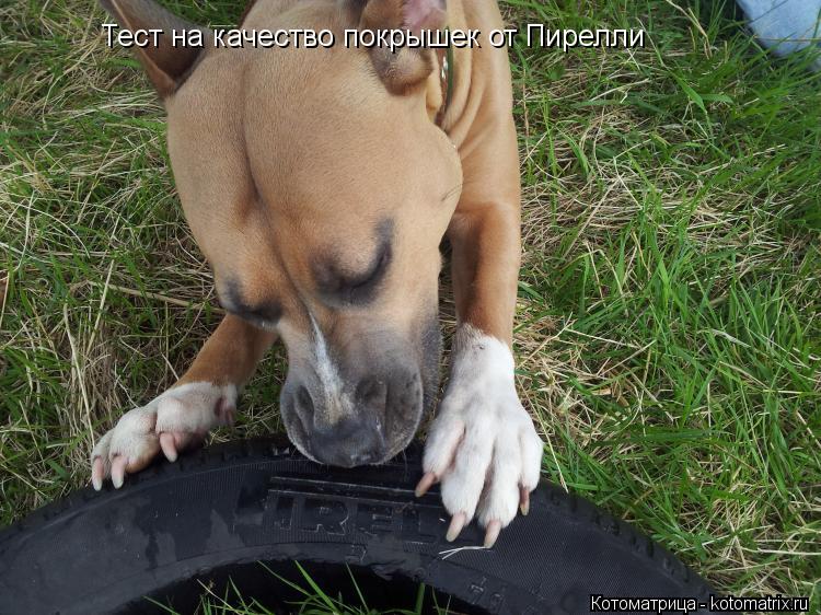 Тест на качество покрышек от Пирелли... Котоматрица: Тест на качество покрышек от Пирелли