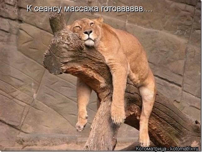К сеансу массажа готовввввв....... Котоматрица: К сеансу массажа готовввввв....