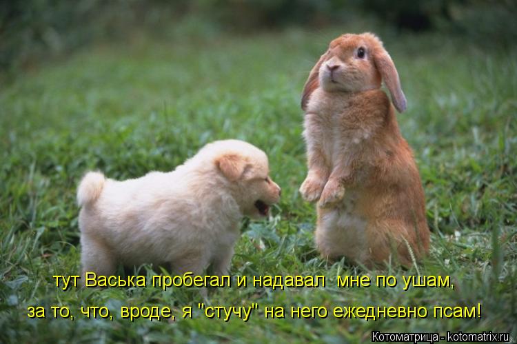 Котоматрица: за то, что, вроде, я "стучу" на него ежедневно псам! тут Васька пробегал и надавал  мне по ушам,
