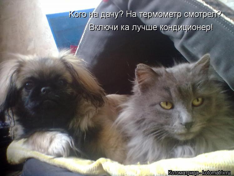 Kого на дачу? На термометр смотрел? Включи ка лучше кондиционер!... Котоматрица: Kого на дачу? На термометр смотрел? Включи ка лучше кондиционер!