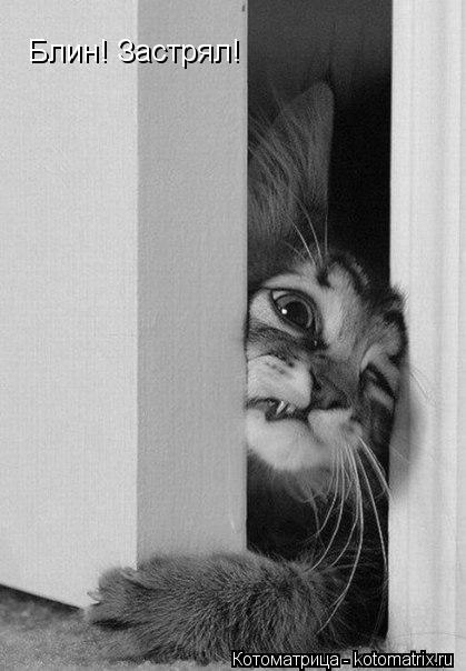 Блин! Застрял!... Котоматрица: Блин! Застрял!