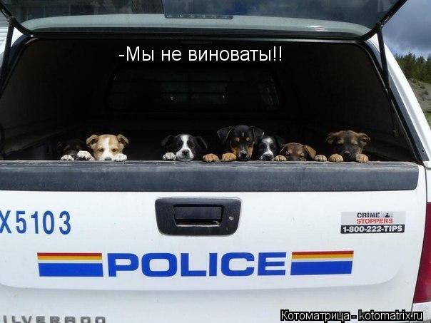 -Мы не виноваты!!... Котоматрица: -Мы не виноваты!!