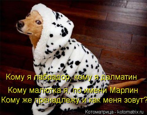 Кому я лабрадор, кому я далматин Кому малютка я, по имени Марлин Кому же пренадлежу и как меня зовут?... Котоматрица: Кому я лабрадор, кому я далматин Кому малютка я, по имени Марлин Кому же пренадлежу и как меня зовут???