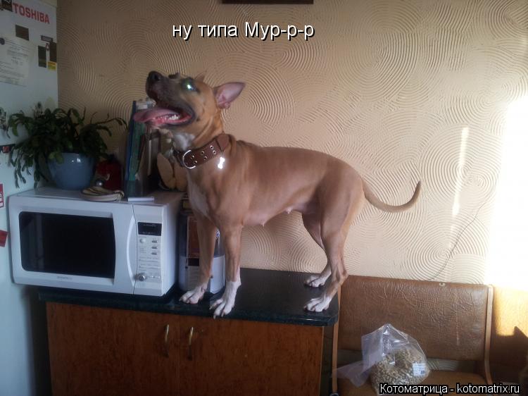 ну типа Мур-р-р... Котоматрица: ну типа Мур-р-р