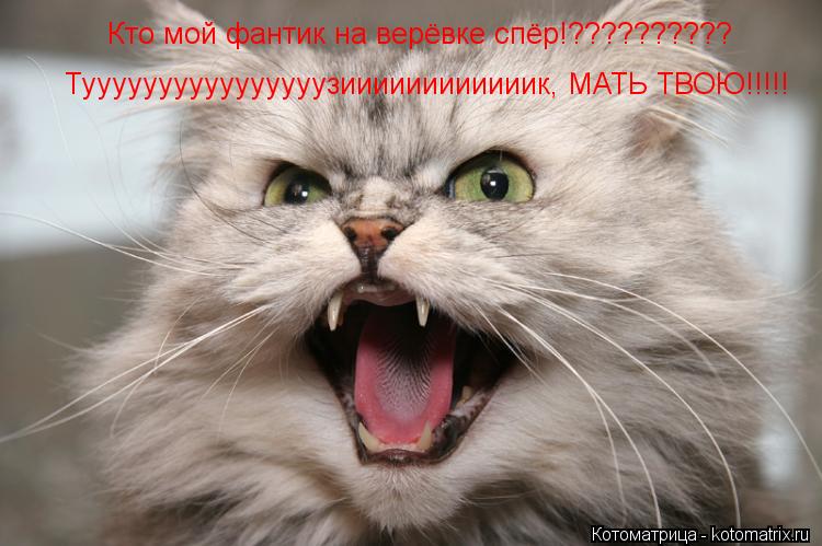 Кто мой фантик на верёвке спёр!?????????? Туууууууууууууууузиииииииииииик, МАТЬ ТВОЮ!!!!!... Котоматрица: Кто мой фантик на верёвке спёр!?????????? Туууууууууууууууузиииииииииииик, МАТЬ ТВОЮ!!!!!