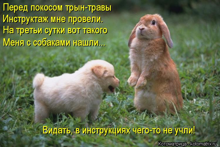 Перед покосом трын-травы Инструктаж мне провели. На третьи сутки вот такого Меня с собаками нашли... ... Котоматрица: Перед покосом трын-травы Инструктаж мне провели. На третьи сутки вот такого Меня с собаками нашли... Видать, в инструкциях чего-то не учли!