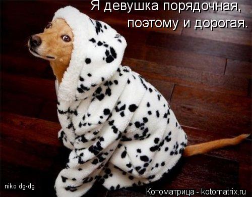 Я девушка порядочная, поэтому и дорогая. niko dg-dg... Котоматрица: Я девушка порядочная, поэтому и дорогая. niko dg-dg