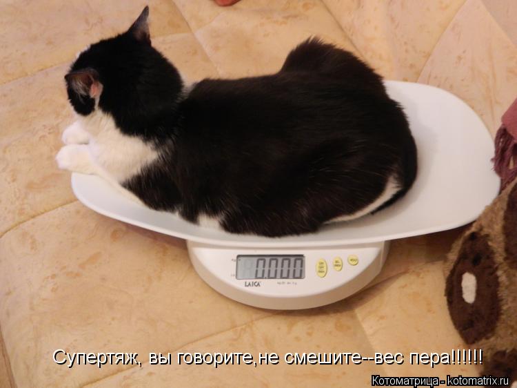 Супертяж, вы говорите,не смешите--вес пера!!!!!!... Котоматрица: Супертяж, вы говорите,не смешите--вес пера!!!!!!