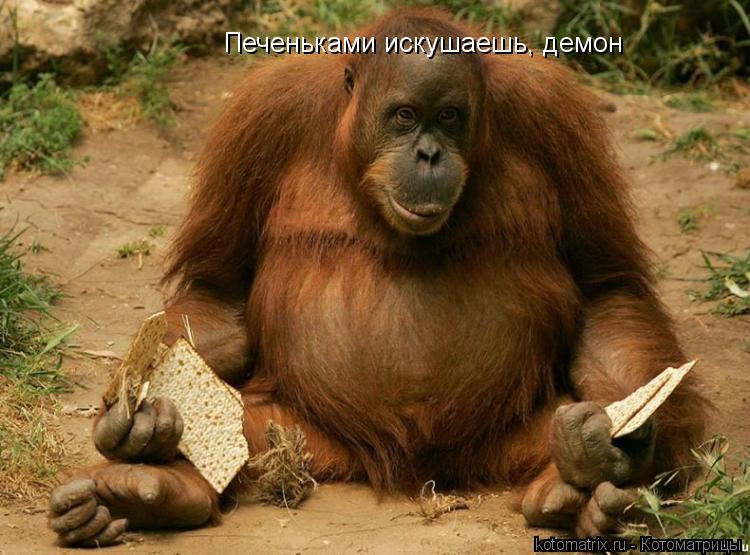 Печеньками искушаешь, демон... Котоматрица: Печеньками искушаешь, демон