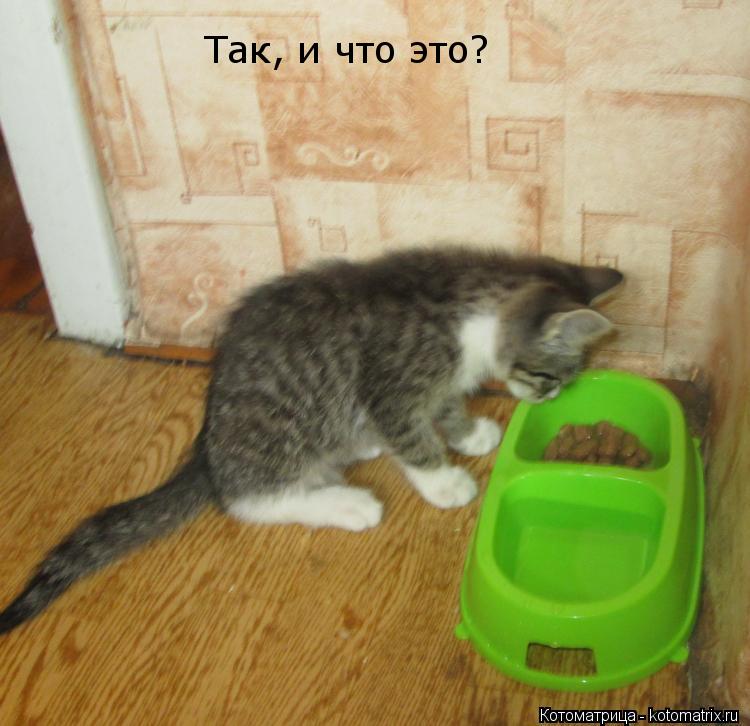 Так, и что это?... Котоматрица: Так, и что это?