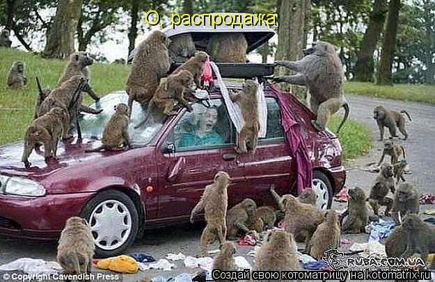 О, распродажа... Котоматрица: О, распродажа