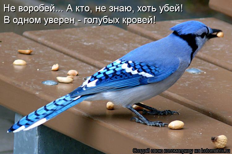 Не воробей... А кто, не знаю, хоть убей! В одном уверен - голубых кровей!... Котоматрица: Не воробей... А кто, не знаю, хоть убей! В одном уверен - голубых кровей!