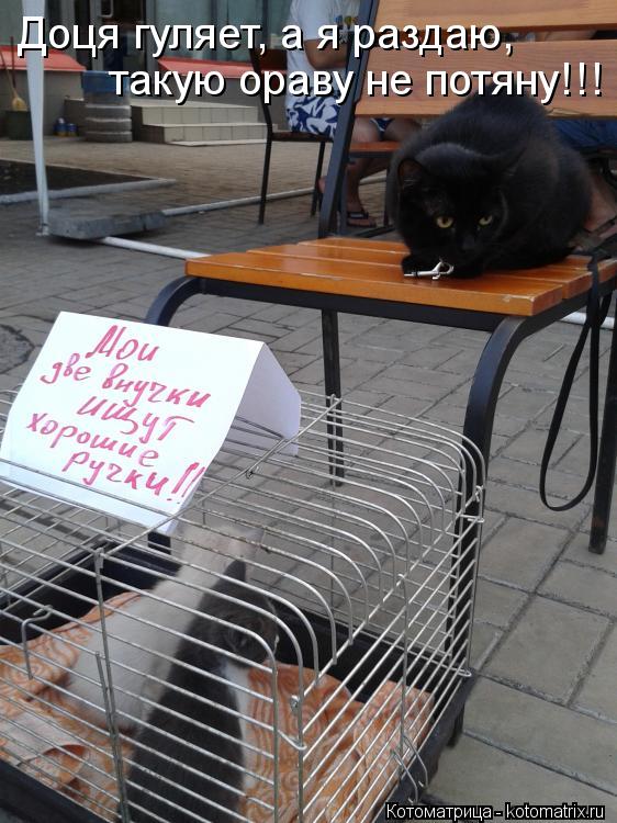 Доця гуляет, а я раздаю, такую ораву не потяну!!!... Котоматрица: Доця гуляет, а я раздаю, такую ораву не потяну!!!