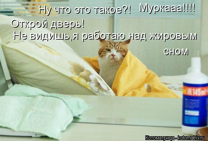 Ну что это такое?! Муркааа!!!! Открой дверь! Не видишь,я работаю над жировым сном... Котоматрица: Ну что это такое?! Муркааа!!!! Открой дверь! Не видишь,я работаю над жировым сном