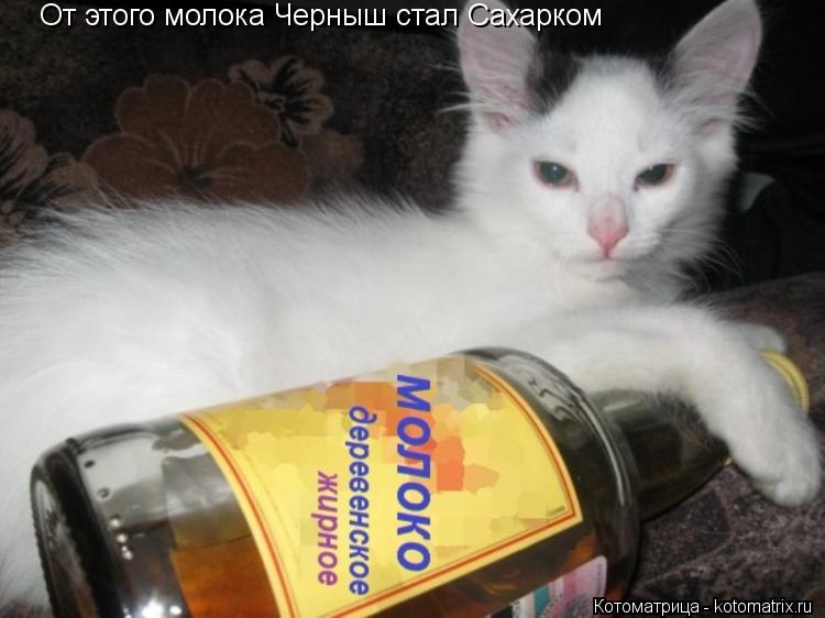От этого молока Черныш стал Сахарком... Котоматрица: От этого молока Черныш стал Сахарком