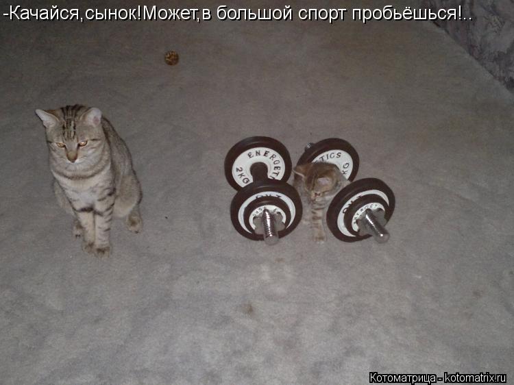 -Качайся,сынок!Может,в большой спорт пробьёшься!..... Котоматрица: -Качайся,сынок!Может,в большой спорт пробьёшься!..