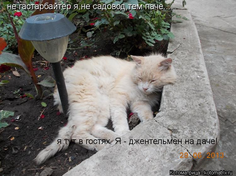 не гастарбайтер я,не садовод,тем паче.... я тут в гостях. Я - джентельмен на даче!... Котоматрица: не гастарбайтер я,не садовод,тем паче.... я тут в гостях. Я - джентельмен на даче!