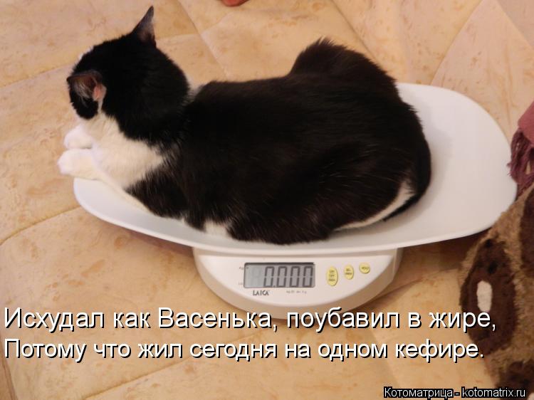 Исхудал как Васенька, поубавил в жире, Потому что жил сегодня на одном кефире.... Котоматрица: Исхудал как Васенька, поубавил в жире, Потому что жил сегодня на одном кефире.