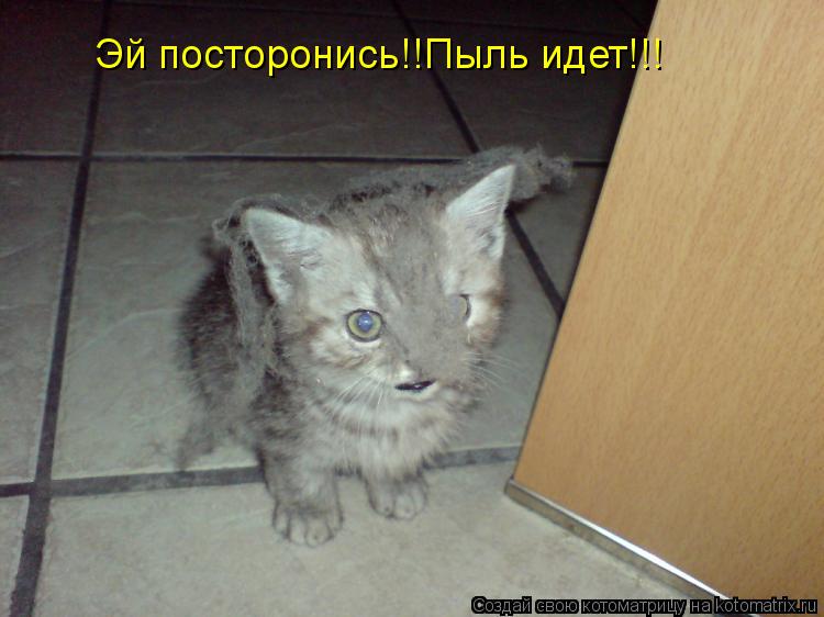 Эй посторонись!!Пыль идет!!!... Котоматрица: Эй посторонись!!Пыль идет!!!