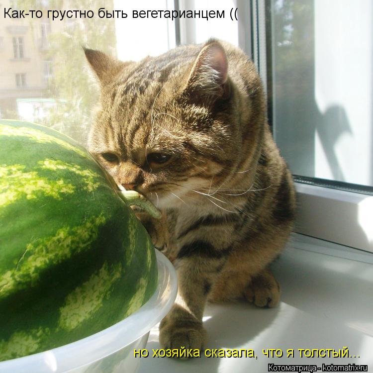 Как-то грустно быть вегетарианцем (( но хозяйка сказала, что я толстый...... Котоматрица: Как-то грустно быть вегетарианцем (( но хозяйка сказала, что я толстый...